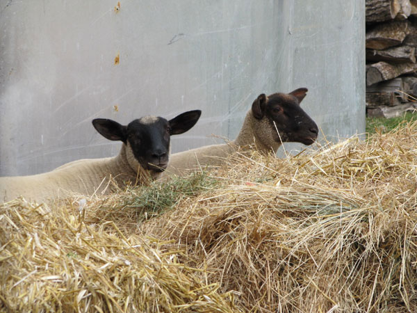 Grand Gite Groupe Marne 51 LA GRANGE ET LA RENARDIÈRE